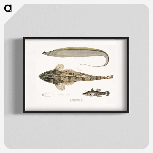 1-53_Indian-Zoology_blk