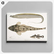 1-53_Indian-Zoology_canvas