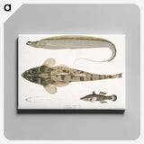 1-53_Indian-Zoology_canvas