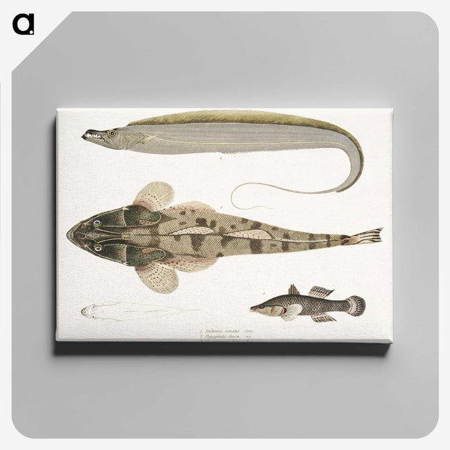 1-53_Indian-Zoology_canvas