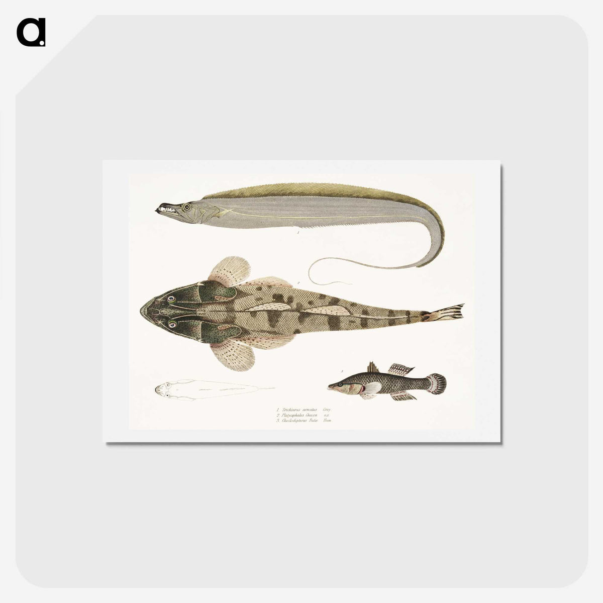 1-53_Indian-Zoology_hagaki