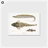 1-53_Indian-Zoology_hagaki