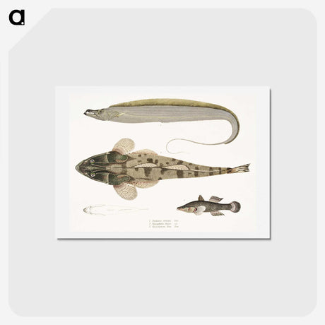 1-53_Indian-Zoology_hagaki
