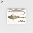 1-53_Indian-Zoology_memo