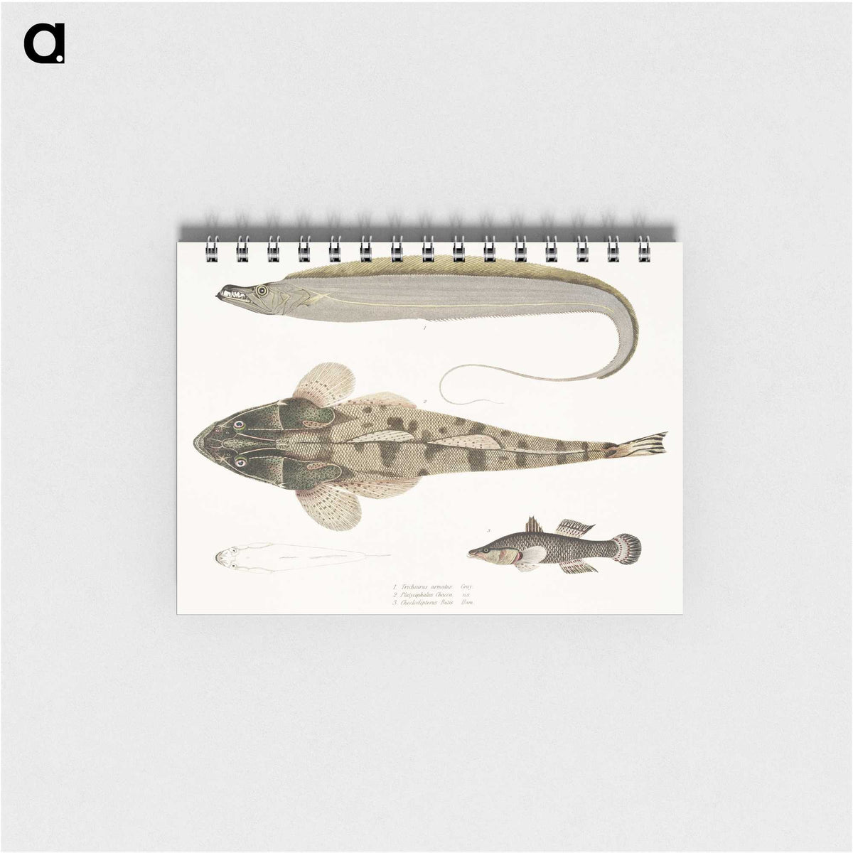 1-53_Indian-Zoology_memo