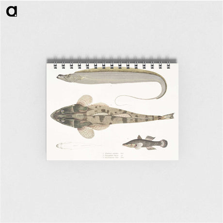 1-53_Indian-Zoology_memo