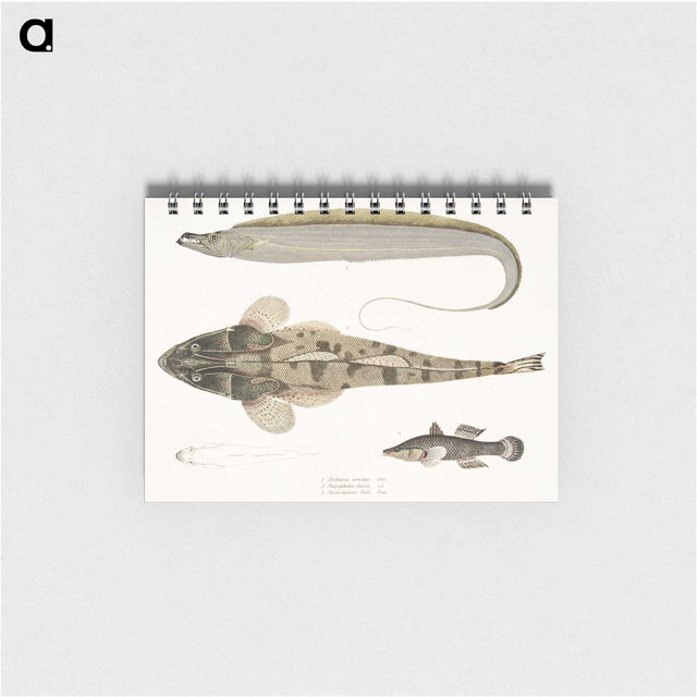 1-53_Indian-Zoology_memo