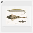 1-53_Indian-Zoology_picture