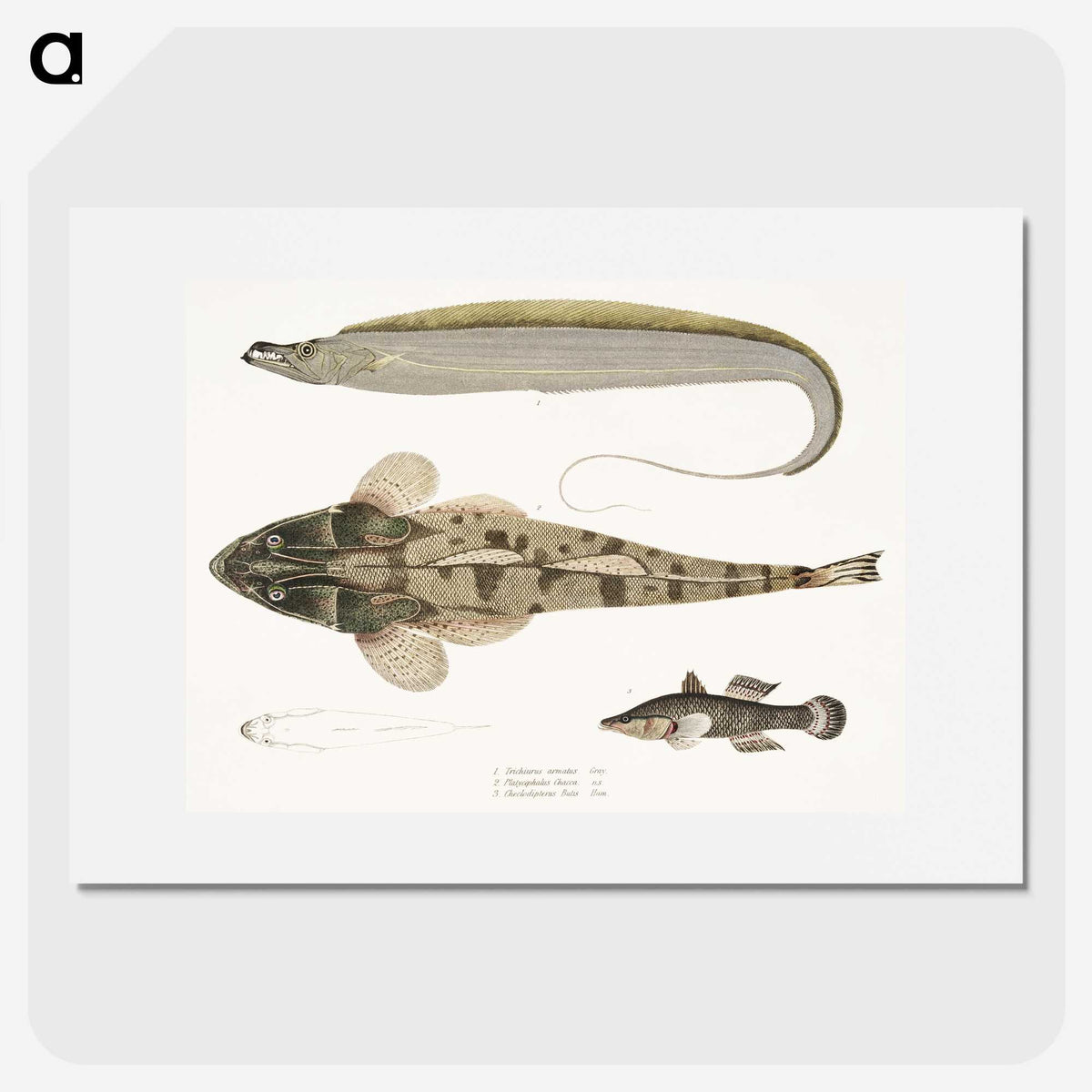 1-53_Indian-Zoology_picture
