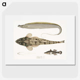 1-53_Indian-Zoology_picture