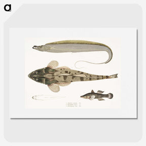 1-53_Indian-Zoology_picture