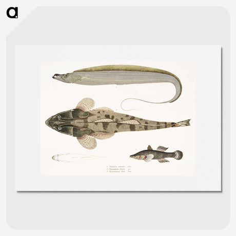 1-53_Indian-Zoology_picture
