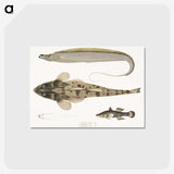 1-53_Indian-Zoology_postcard