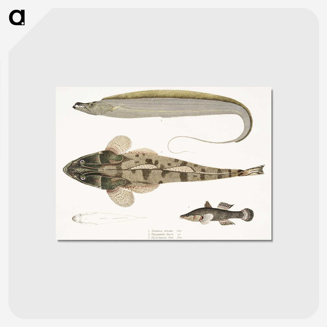 1-53_Indian-Zoology_postcard