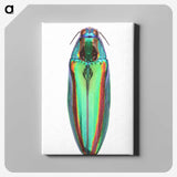1-53_Insects-Unlocked-Project_canvas
