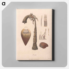 アートパネル-Ensete
 - ジェームス ヒース Canvas.