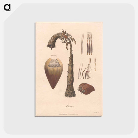 アートポストカード-Ensete
 - ジェームス ヒース Postcard.