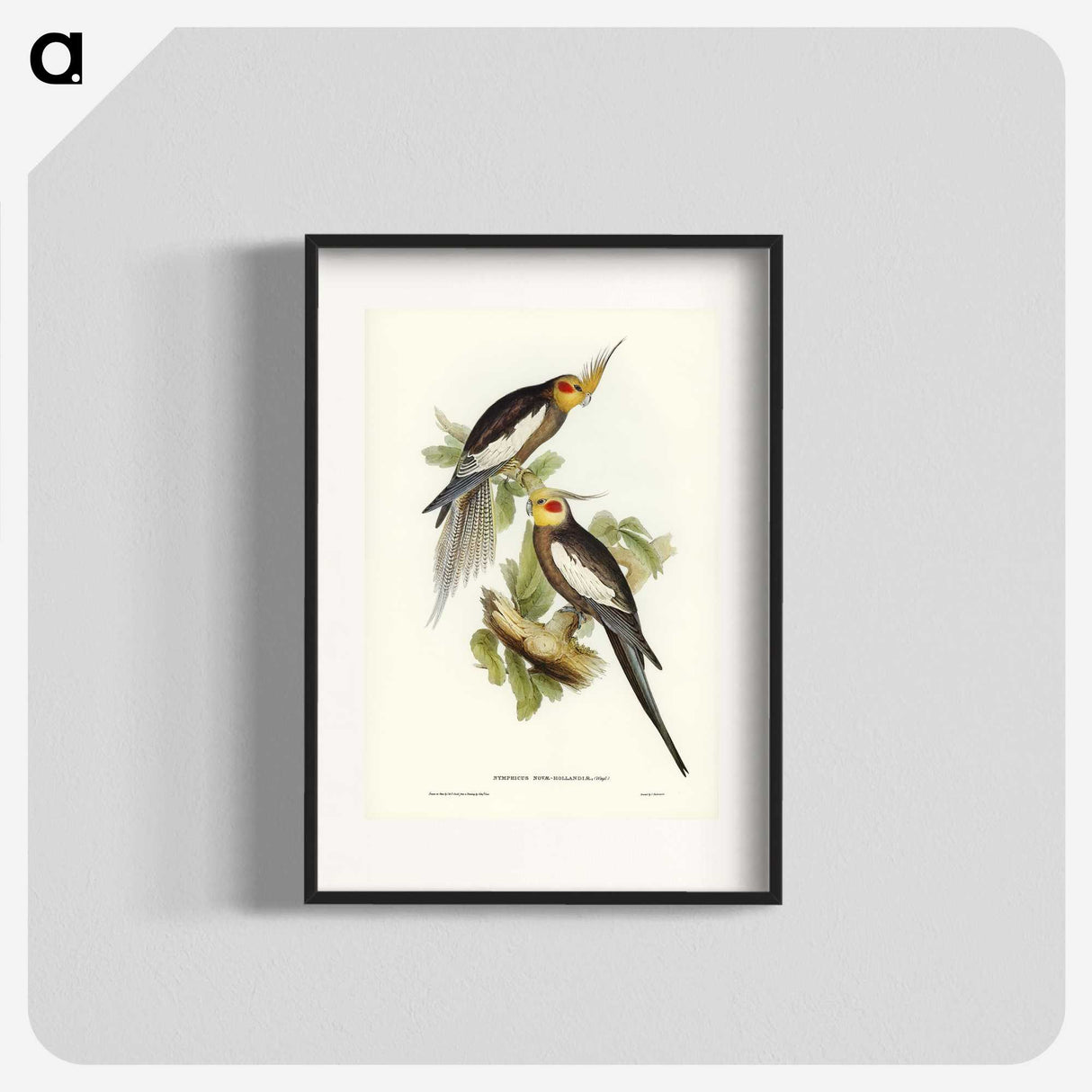 1-53_John-Gould_blk