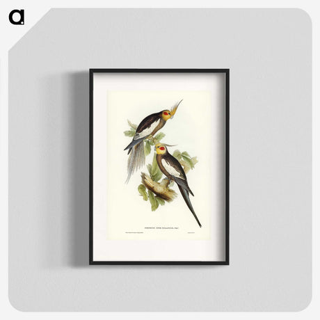 1-53_John-Gould_blk