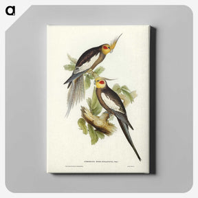 1-53_John-Gould_canvas