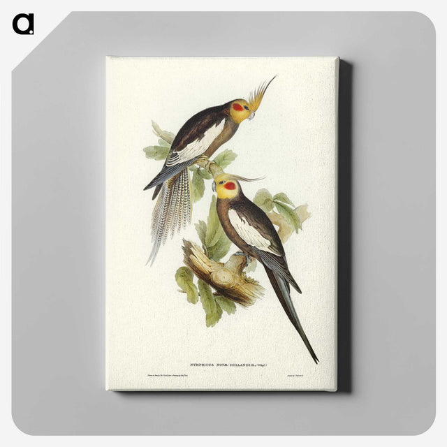 1-53_John-Gould_canvas