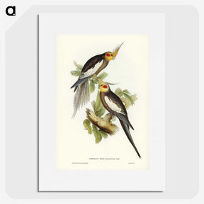 1-53_John-Gould_picture
