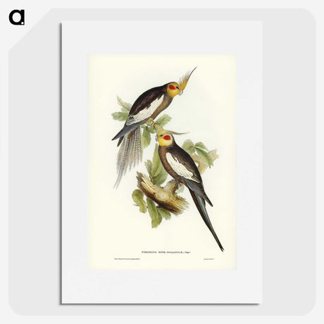 1-53_John-Gould_picture
