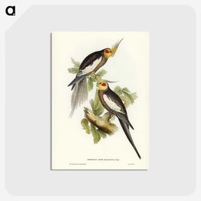1-53_John-Gould_postcard