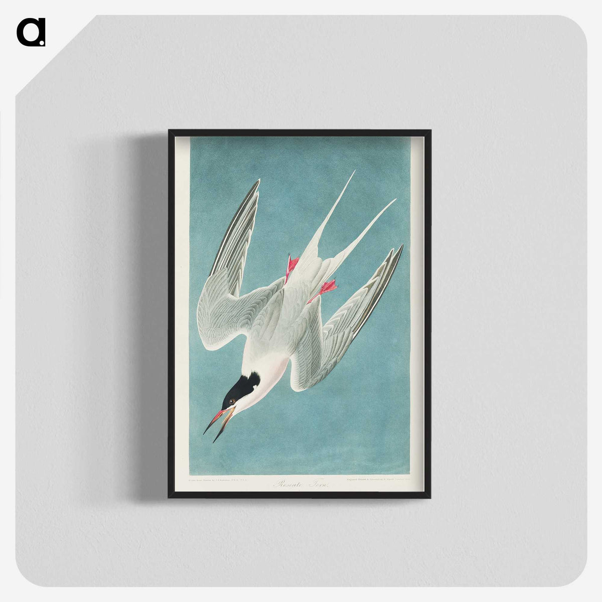 1-53_John-James-Audubon_blk-crop