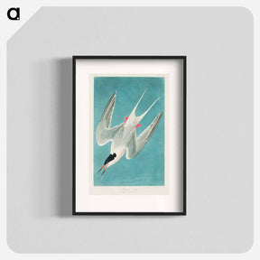 アートポスター-Roseate Tern
 - ジョン ジェームス オーデュボン Poster.