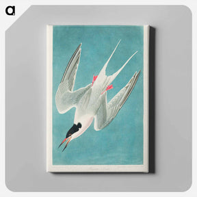 アートパネル-Roseate Tern
 - ジョン ジェームス オーデュボン Canvas.