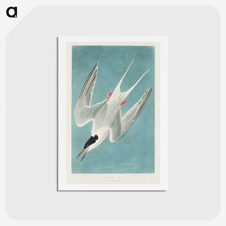 1-53_John-James-Audubon_hagaki