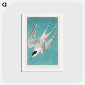 アートポストカード-Roseate Tern
 - ジョン ジェームス オーデュボン Postcard.