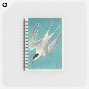 アートメモ帳-Roseate Tern
 - ジョン ジェームス オーデュボン Memo.
