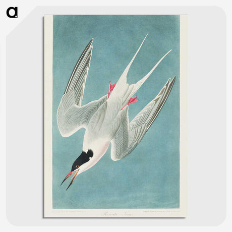 1-53_John-James-Audubon_picture-crop
