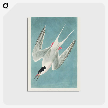 1-53_John-James-Audubon_postcard