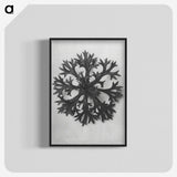1-53_Karl-Blossfeldt_blk-crop