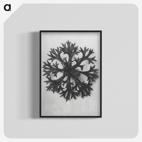 1-53_Karl-Blossfeldt_blk-crop