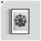1-53_Karl-Blossfeldt_blk