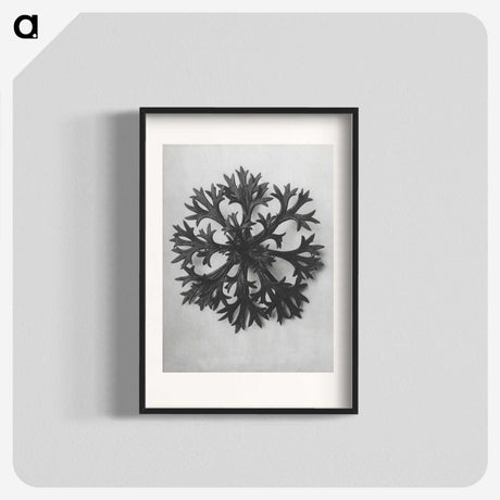 1-53_Karl-Blossfeldt_blk