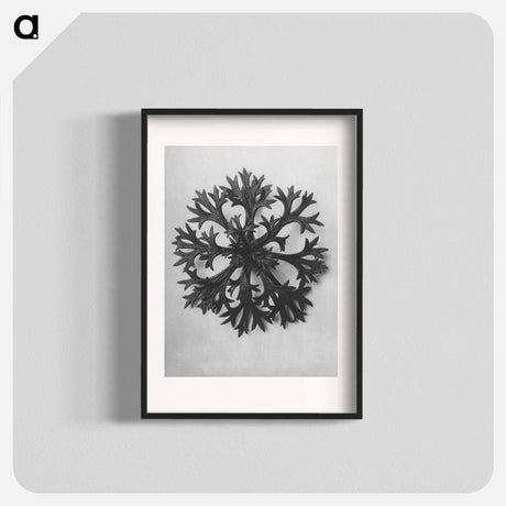 アートポスター-Saxifraga Willkommniana - カール ブロスフェルト Poster.