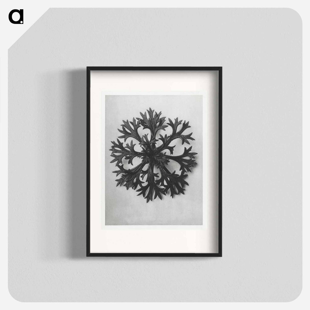 Saxifraga Willkommniana - Karl Blossfeldt Poster.