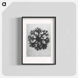 Saxifraga Willkommniana - Karl Blossfeldt Poster.