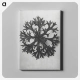 1-53_Karl-Blossfeldt_canvas