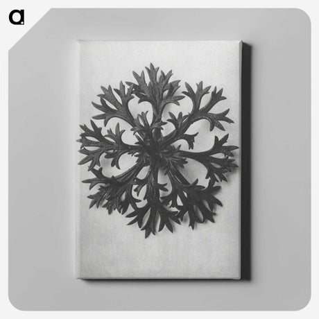 1-53_Karl-Blossfeldt_canvas