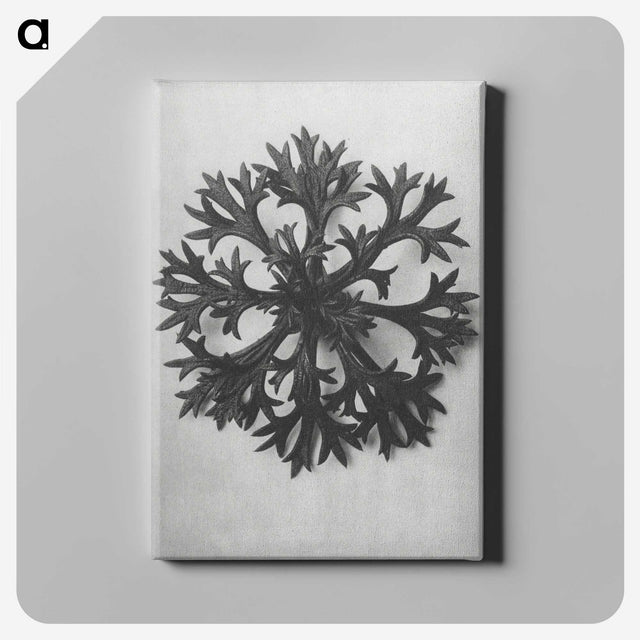 1-53_Karl-Blossfeldt_canvas