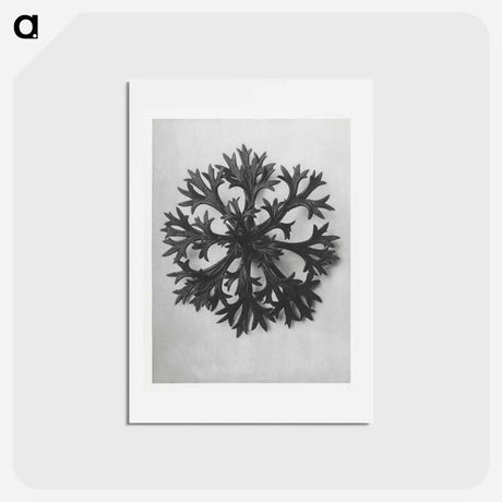 アートポストカード-Saxifraga Willkommniana - カール ブロスフェルト Postcard.