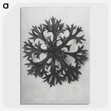 1-53_Karl-Blossfeldt_picture-crop