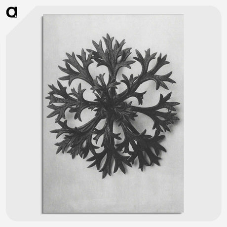 1-53_Karl-Blossfeldt_picture-crop