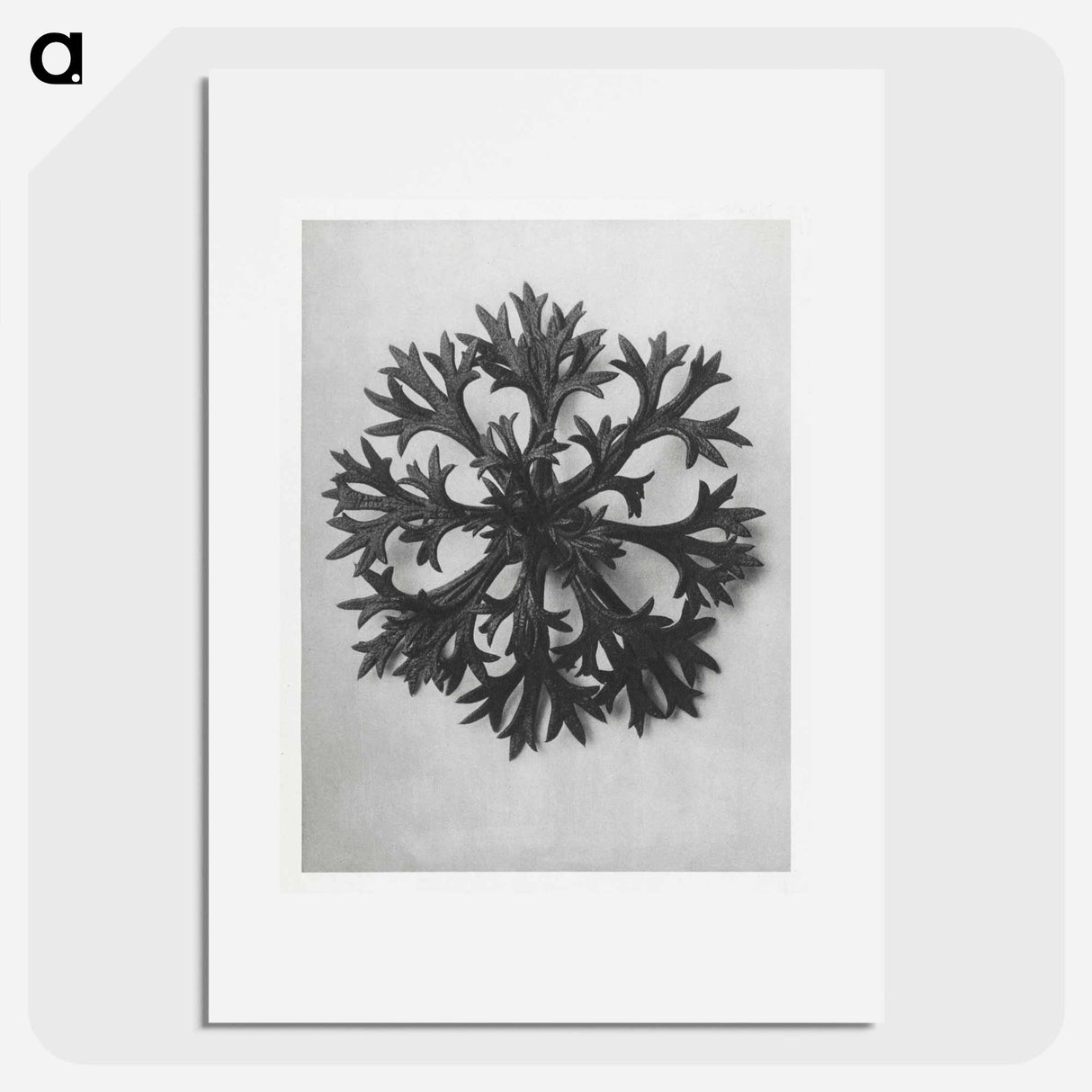 Saxifraga Willkommniana - Karl Blossfeldt Poster.
